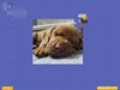 Free download Super Jigsaw Puppies screenshot 3